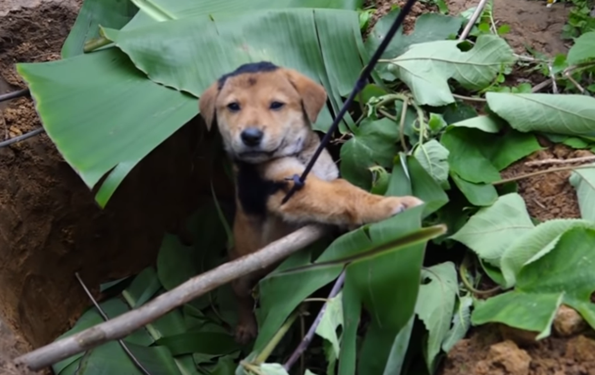 Videoposnetek YOuTube | Ta pes je v razmaku dveh mesecev na kanalu z imenom Trần Thế nastopal kar v dveh videoposnetkih. V obeh se je ujel v past v gozdu. Naključje? | Foto YouTube / Posnetek zaslona