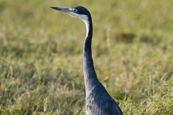 Čaplja | Če opazite poginjene vodne ptice, ujede ali večje število poginjenih drugih vrst ptic na isti lokaciji, lahko pokličete številko 112.  | Foto Guliverimage/Vladimir Fedorenko