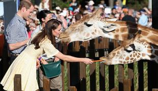 Princ George glavna atrakcija v živalskem vrtu (foto)