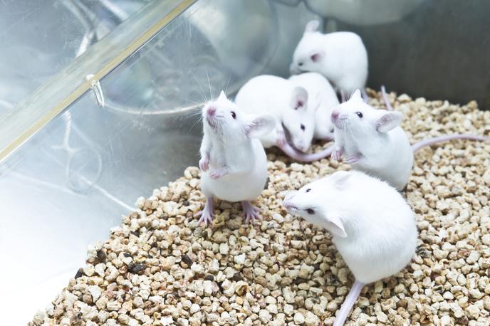 Testiranje na miših | V nelegalnem laboratoriju so našli na stotine gensko spremenjenih miši. Fotografija je simbolična. | Foto Getty Images