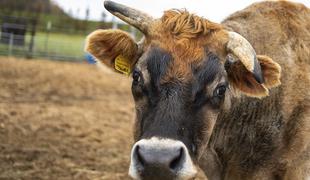 Nenavaden primer na Dolenjskem: na pašniku ubili kravo in odnesli le okončine