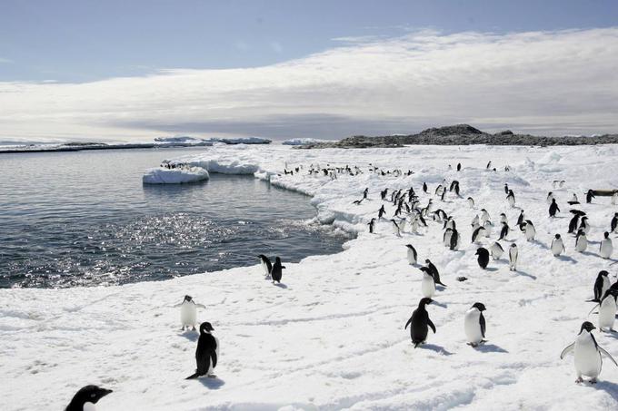Na Antarktiki je obenem tudi 90 odstotkov vsega ledu. Čeprav je njeno površje pravzaprav sama voda, podnebje na Antarktiki lahko označimo za puščavsko. Tam letno namreč pade vsega 50 milimetrov padavin, večinoma seveda v obliki snega.  | Foto: 