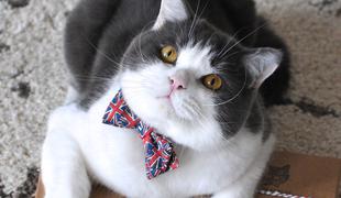 Slovenka je ves svet navdušila z modnimi dodatki za mačke