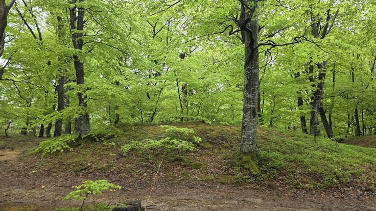 Pod 11 skoraj neopaznimi in povsem neoznačenimi grbinami zemlje na Poti orhidej so našli predmete, ki odpirajo nove mogoče teorije o krapinskem pračloveku. | Foto: Srdjan Cvjetović