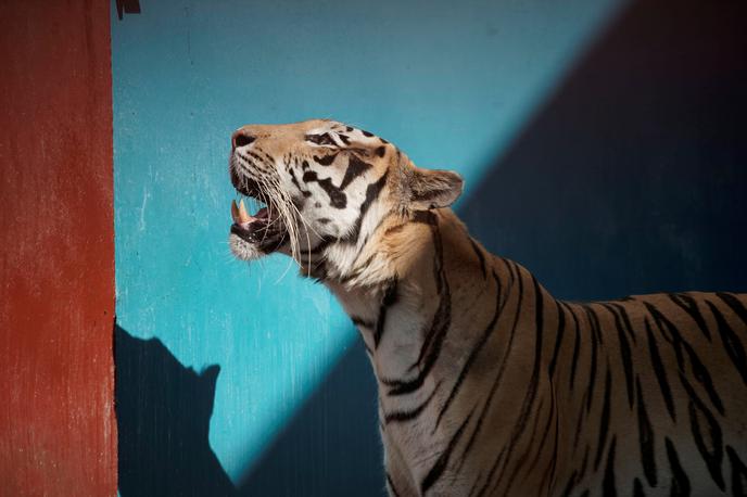 tiger | Tigra sta domnevna lastnika zadrževala doma. po več neuspelih iskalnih akcijah so ga izsledili po dobrem tednu. | Foto Reuters
