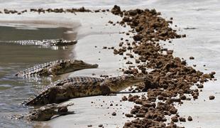 Zakaj so krokodili v Afriki postali vegetarijanci?