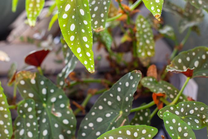 begonia maculata | Foto: Getty Images
