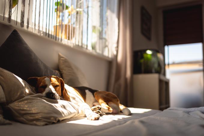 pes, kuža, hišni ljubljenčki | Foto: Shutterstock