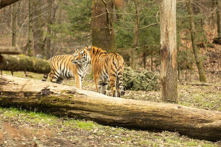 Ocenjuje se, da danes v naravi živi okoli 500 sibirskih tigrov, kar je več kot pred dvema desetletjema, vendar njihova prihodnost še vedno ni samoumevna. | Foto: ZOO Ljubljana