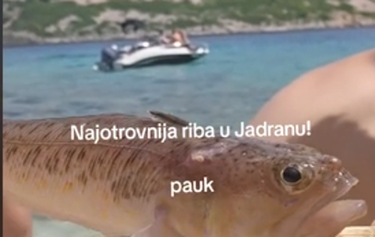 Riba pajek | Morski zmaj oziroma morski pajek se v času drstenja, ki traja med junijem in avgustom, pogosto preseli v plitvine morja in se skriva predvsem v mivki. | Foto Posnetek zaslona