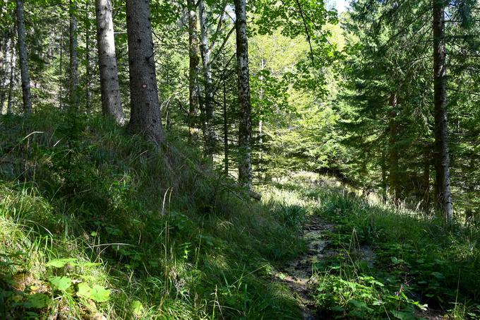 Na prvi bližnjici je mogoče dvakrat zaiti, tukaj gremo naravnost, je sicer delno zaraščeno, markacija na drevesu pa nas utegne zavesti in usmeriti levo navzgor. | Foto: Matej Podgoršek