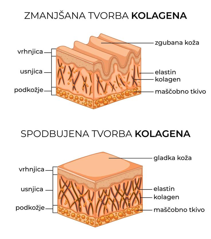 Glavna sestavina čebeljega strupa je melitin, ki prodre v celične membrane in povzroči blago reakcijo, poveča prekvavitev celic in tako spodbuja naravno tvorbo kolagena. | Foto: Lamorix
