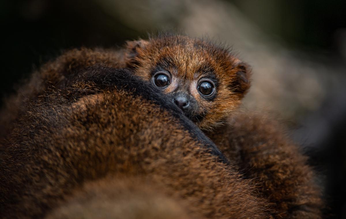 lemur | Foto cover images