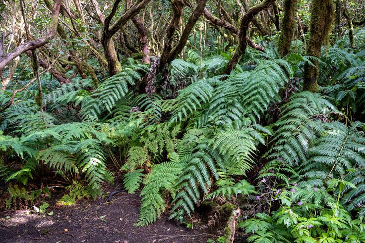Začarani gozd nas bo resnično začaral. | Foto: Matej Podgoršek
