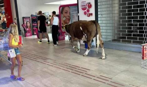 Trgovino na Krku obiskala krava: "Ko ti zmanjka mleka za telo"