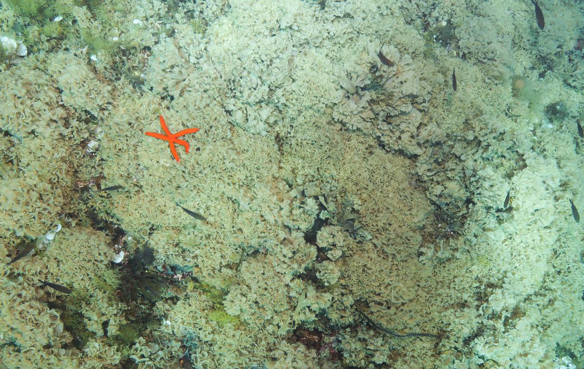 Alga | Rjava alga, ki izhaja iz Rdečega morja, je bila v Jadranskem morju prvič zabeležena na Visu leta 2020. | Foto Institut za oceanografiju i ribarstvo/Facebook