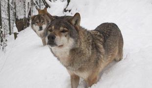 Kako so v ZOO Ljubljana zaustavili volkove (foto in video)