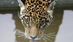 Mehičan skuhal jaguarja