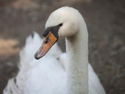 Enega najhitrejših vlakov na svetu ustavil labod
