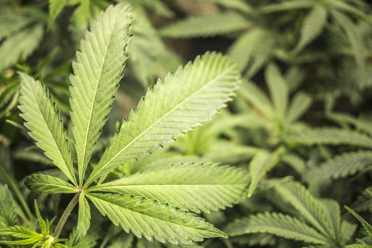 Marihuana je v Sloveniji najbolj razširjena droga. | Foto: 