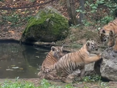 Iz ljubljanskega živalskega vrta delili nov prisrčen posnetek malih rastočih tigric #video