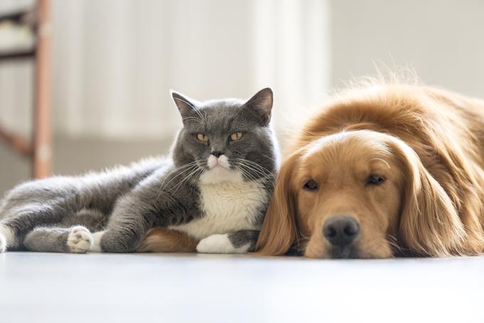 mačka, pes | Foto: Getty Images