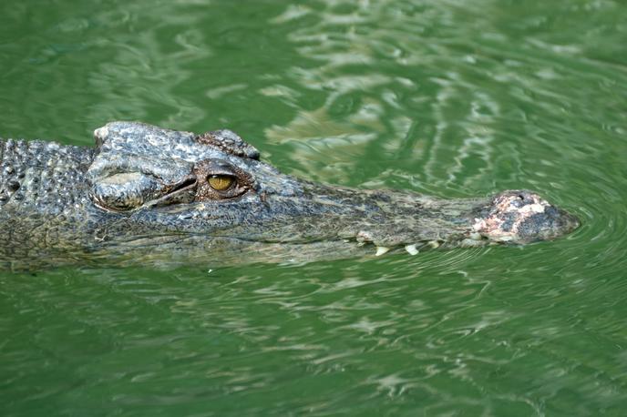 krokodil, Avstralija | "Po doslej znanih podatkih naj bi pogrešano dekle napadel krokodil," je sporočila policija v Severnem teritoriju in dodala, da je reševalne ekipe doslej niso našle. | Foto Shutterstock