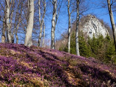 Najlepši pomladni pohod: ob spomladanski resi na Srebotnik #video