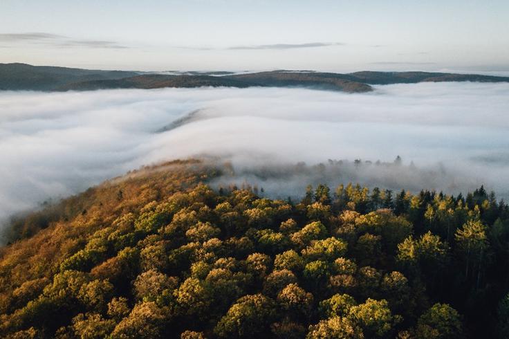 Urwaldsteig, meglica nad krošnjami © German Roamers/ Leo Thomas | Foto: 