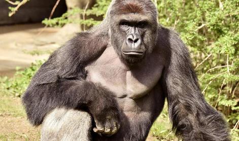 Usmrtitev gorile sprožila jezen odziv