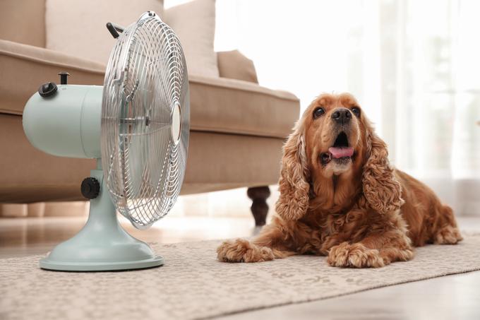 V poletnih mesecih se lahko notranji prostori močno segrejejo. Če nimate klimatske naprave, bo zadostoval tudi kakovosten ventilator, ki vam bo omogočil svež vetrič, ohladitev in prezračevanje prostora.  | Foto: 