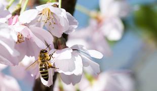 Kako čebele pomagajo v boju proti gubam?