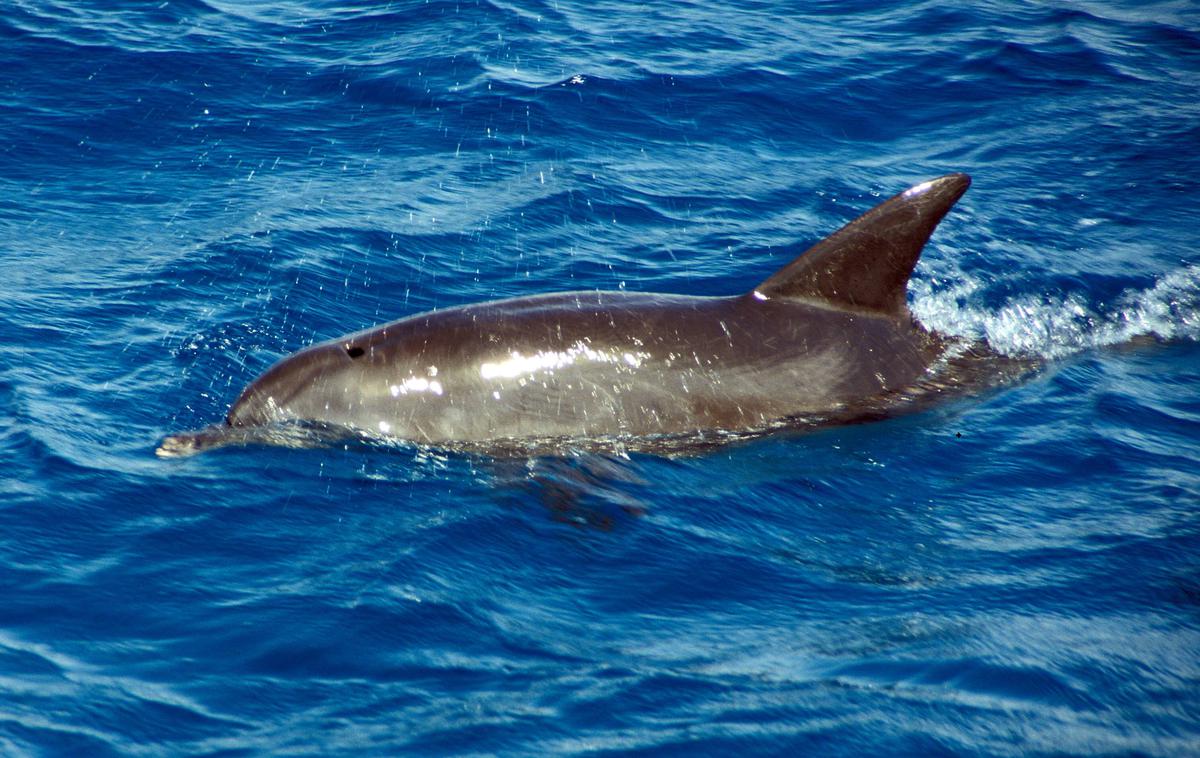 delfin | Fotografija je simbolična. | Foto Guliverimage