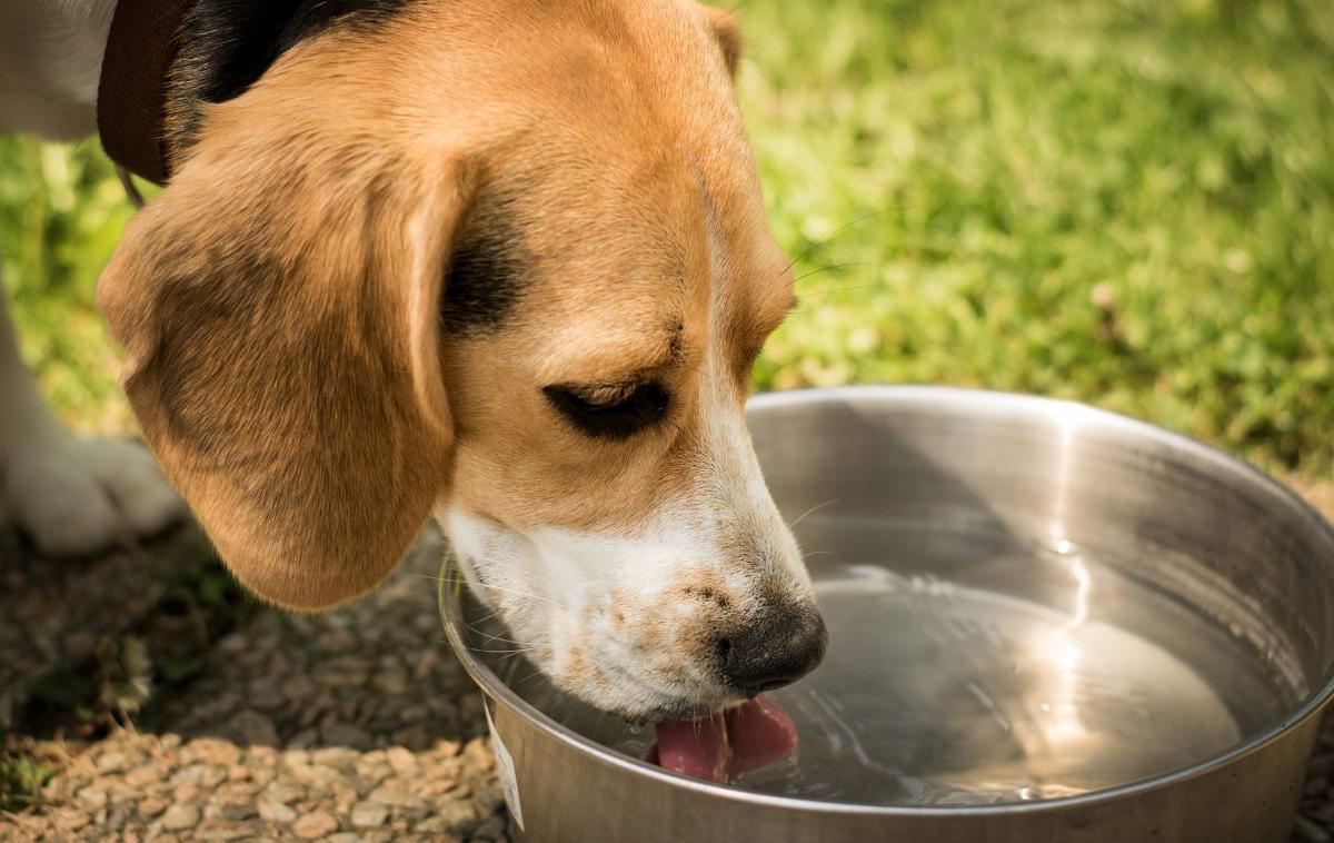 Pes, voda, pitje, vročina | Foto Pixabay