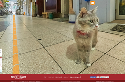 Oglejte si japonsko mesto iz mačje perspektive in spoznajte mačje domačinke