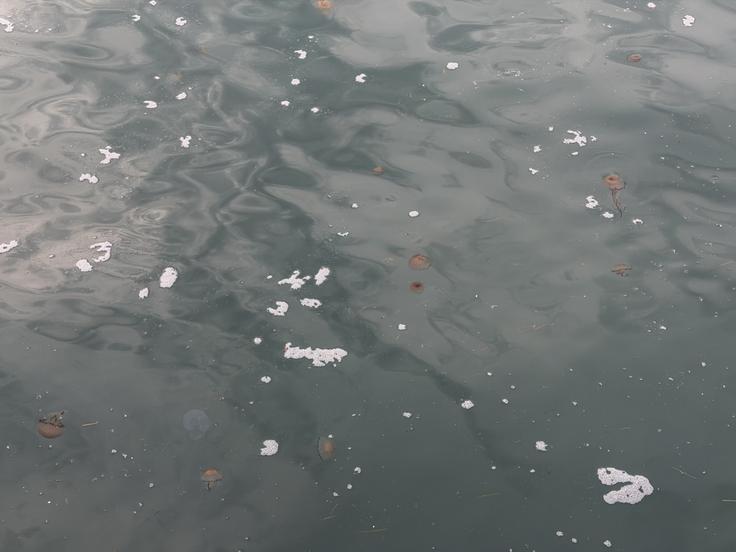 V nasprotju z nekaterimi drugimi klobučnjaki se te meduze ne pojavljajo v gručah, ampak bolj posamično. | Foto: Nikola Milosavić Aleksić/STA
