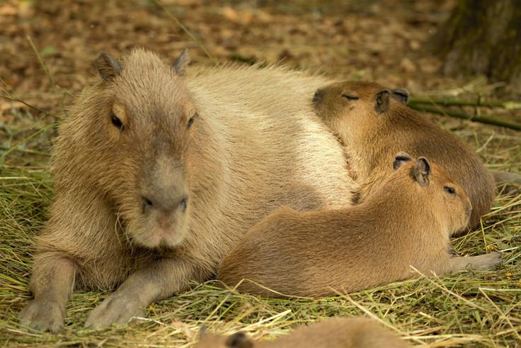 kapibara | Foto: ZOO Ljubljana