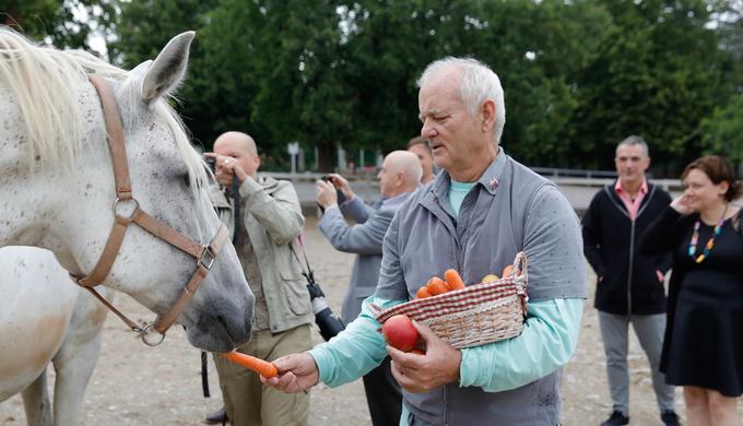 Zvezdnik je konje hranil z jabolki in korenjem. | Foto: Kobilarna Lipica / Mediaspeed