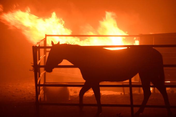 V požarih v Kaliforniji je že umrlo tudi precej udomačenih živali. Na enem od rančev je pred dnevi zgorelo več ducatov konjev, ki jih njihovi gospodarji niso mogli rešiti pravočasno.  | Foto: Reuters