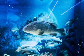 McDonald's, Akvarij Piran