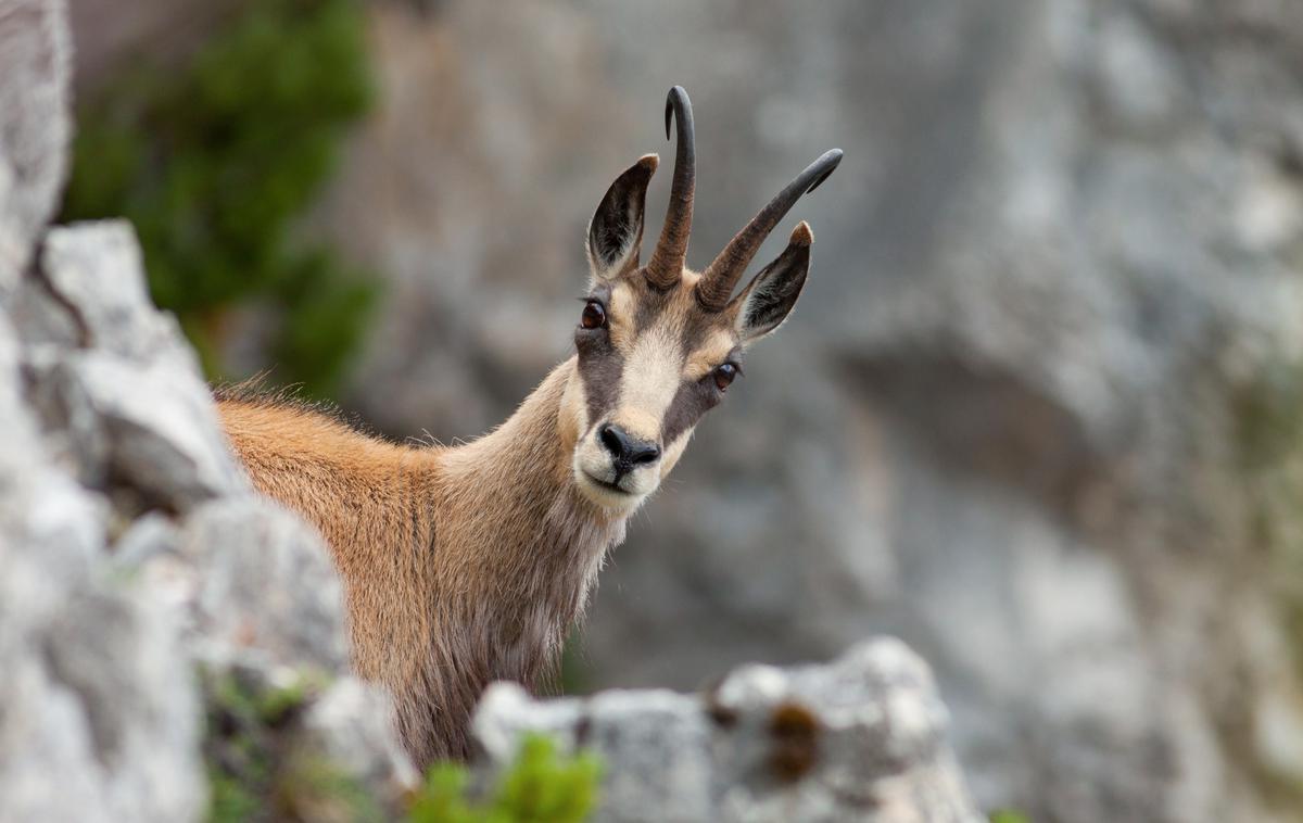 Gams | Foto Shutterstock