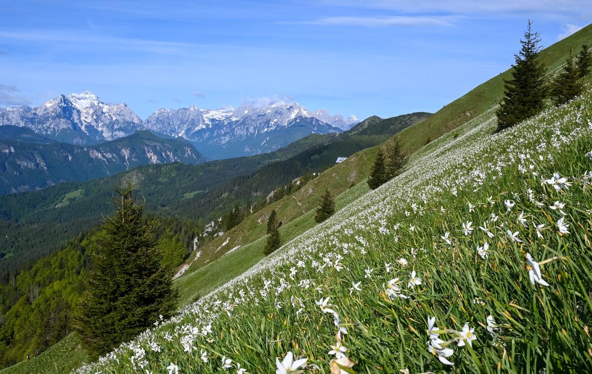 Golica narcise | Na pobočjih Male Golice in Krvavke je vsako leto na milijone ključavnic (narcis). | Foto Matej Podgoršek