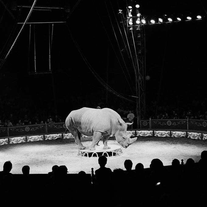 Jože Suhadolnik: Cirkus (1999). | Foto: 