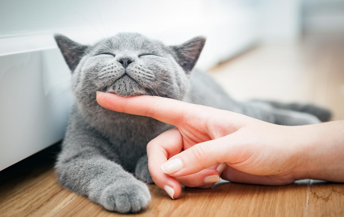 Mačka | Mačke so neverjetno čiste živali, kar je prijetna lastnost, zaradi katere so odlični ljubljenčki. | Foto Shutterstock