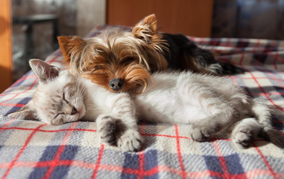 pes, maček, kuža, hišni ljubljenček | Živali so sočutna bitja in vsakodnevno potrebujejo našo ljubezen in pozornost. | Foto Getty Images