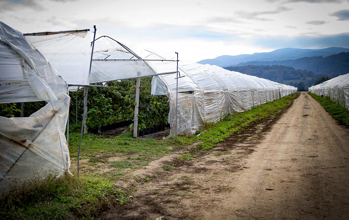 Kmetija Jarkovič | Delavci so pokazali tabelo dejansko opravljenih ur za slabih 790 evrov mesečnega plačila, medtem ko iz delovnih pogodb, ki so jih podpisali z delodajalcem, izhaja, da bi morali za 40-urni delovnik prejeti 1.270 evrov bruto plače. Fotografija je simbolična.  | Foto Ana Kovač