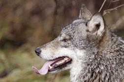 Volk v živalskem vrtu devetletniku odgriznil prst