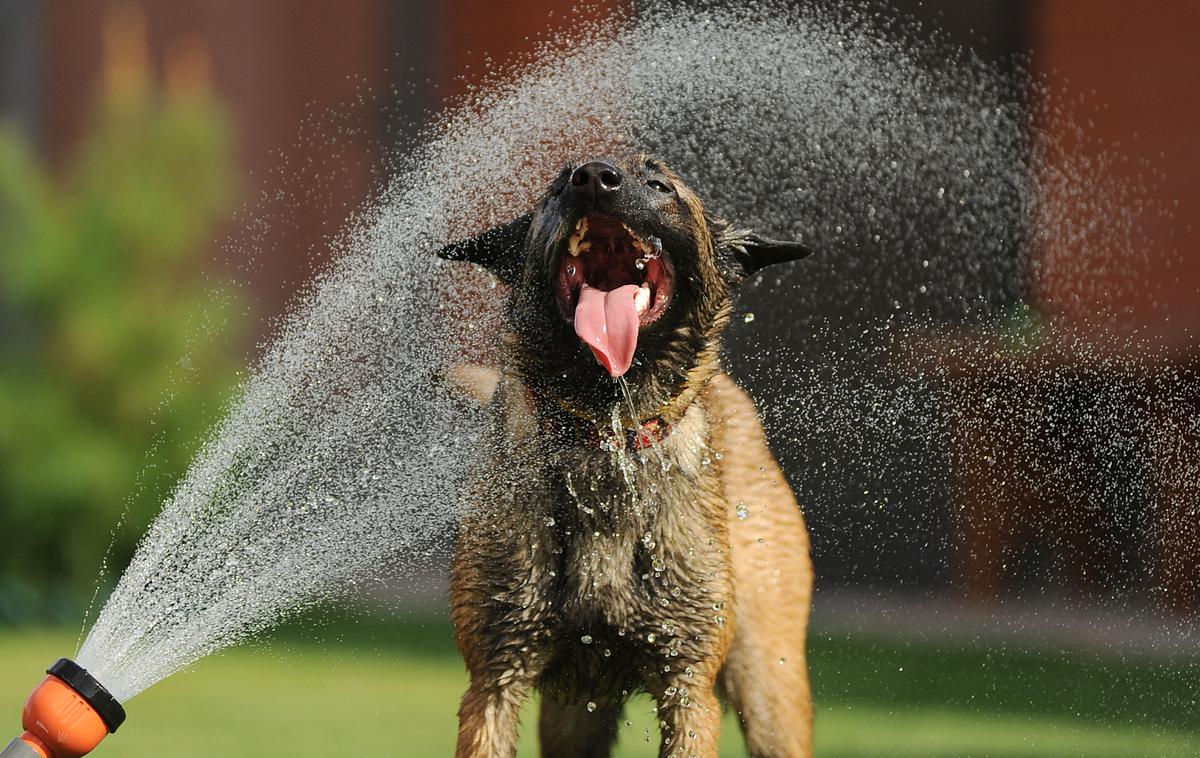 pes, kuža, hišni ljubljenčki | Foto Shutterstock