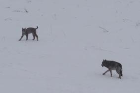 Srečanje volka in risa znak vrnitve divjih živali v Evropo (video)