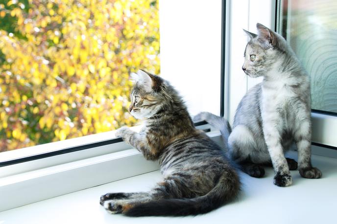 mačka | Mačk ni varno puščati pri odprtem oknu brez varovalne mreže. | Foto Getty Images